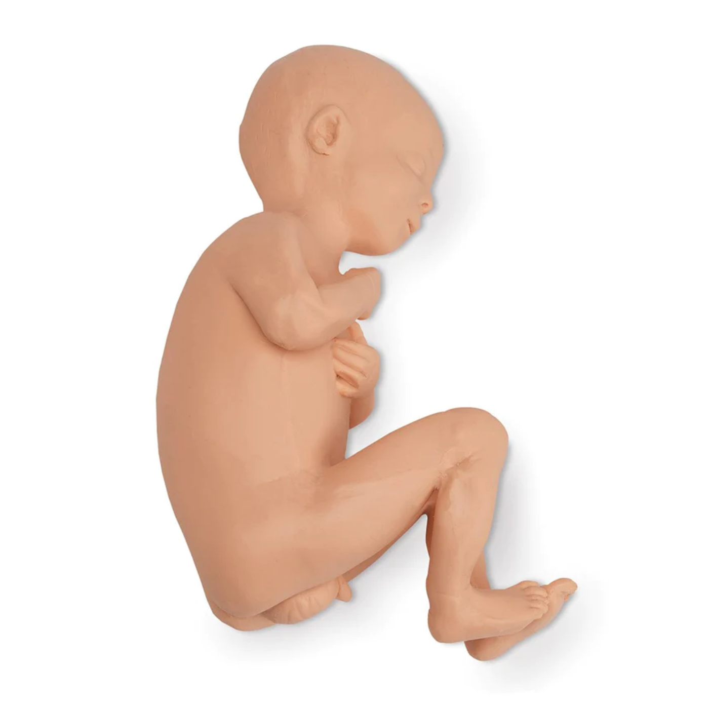 Human Fetus Replica - Full-Term Male - Nasco